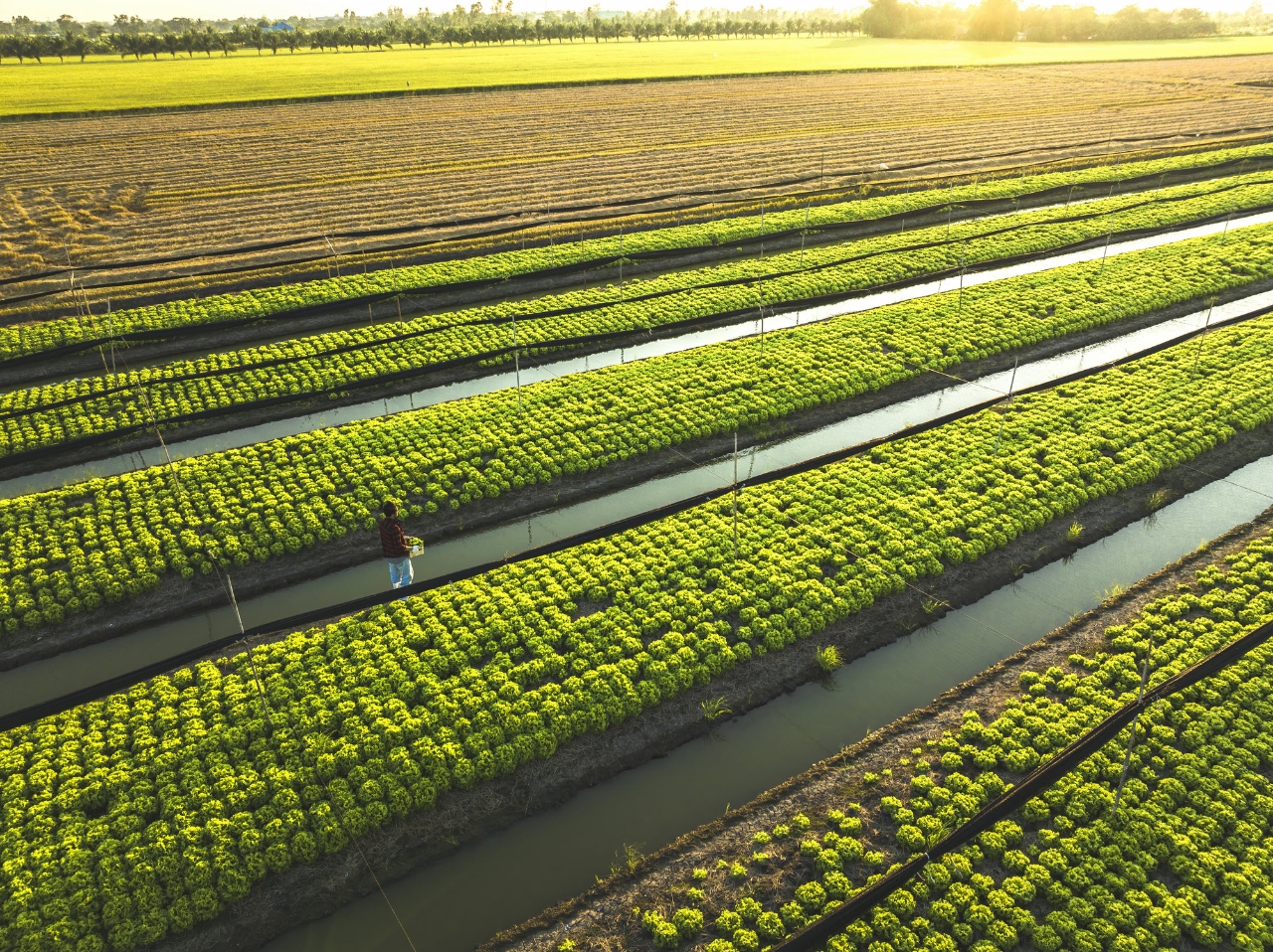 People Walking from Above